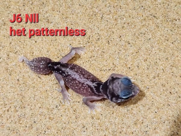 圖片 Nll-het patternless J6