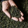 圖片 ４星得獎茶｜玄頂茶葉｜大禹嶺『天選好茶』｜頭等獎｜二兩裝（75克）｜100％純正台灣茶
