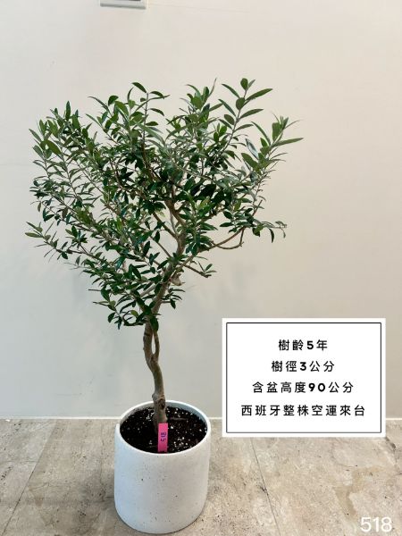 圖片 5年樹齡 西班牙銀葉橄欖  橄欖樹 陽台植物 喬遷 新居落成 開幕送禮 生日禮物