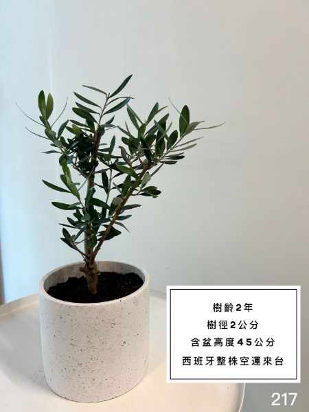 圖片 2年樹齡 西班牙銀葉橄欖  橄欖樹 陽台植物 喬遷 新居落成 開幕送禮 生日禮物