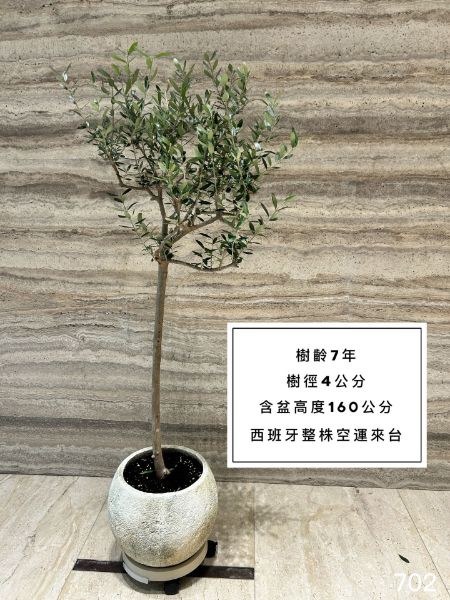 圖片 7年樹齡 西班牙銀葉橄欖  橄欖樹 陽台植物 喬遷 新居落成 開幕送禮 生日禮物