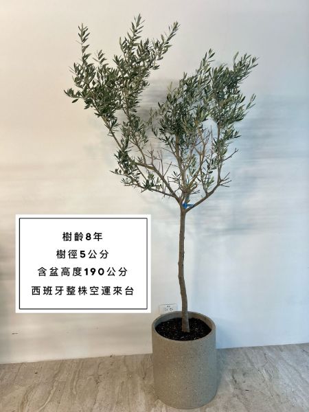 圖片 8年樹齡 西班牙銀葉橄欖  橄欖樹 陽台植物 喬遷 新居落成 開幕送禮 生日禮物