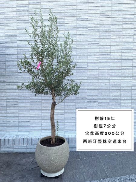 圖片 15年樹齡 西班牙銀葉橄欖  橄欖樹 陽台植物 喬遷 新居落成 開幕送禮 生日禮物