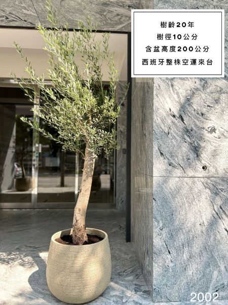 圖片 20年樹齡 西班牙銀葉橄欖  橄欖樹 陽台植物 喬遷 新居落成 開幕送禮 生日禮物