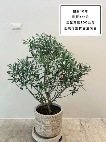 圖片 10年樹齡 西班牙銀葉橄欖  橄欖樹 陽台植物 喬遷 新居落成 開幕送禮 生日禮物