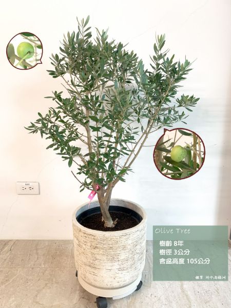 圖片 8年樹齡 西班牙銀葉橄欖  橄欖樹 陽台植物 喬遷 新居落成 開幕送禮 生日禮物