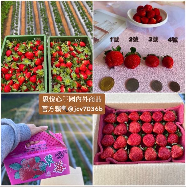 圖片 限時開團｜台灣當地草莓🍓3號2公斤