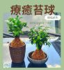 圖片 🍀團課-療癒苔球(6位參考價)