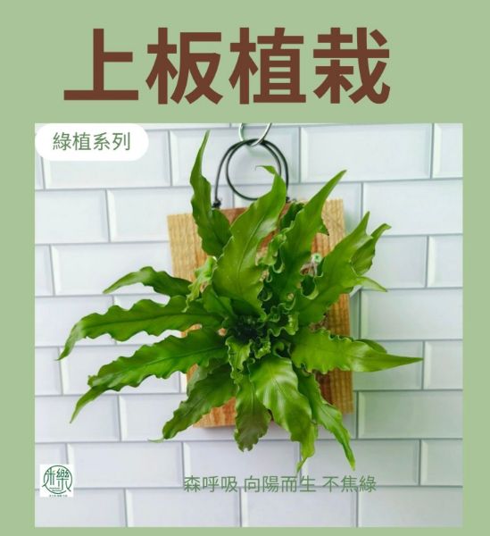 圖片 🍀團課-上板植栽(6位參考價)