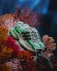 Pharrell Williams x Adidas Jellyfish Green JP9260