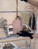 圖片 【CHANEL】25BAG 荔枝皮 MINI 淺粉色