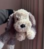 圖片 JELLYCAT 牧羊犬 TUMBL