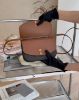 圖片 【CELINE】凱旋門 DUO WOC 信封包 深老花