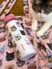 圖片 歐美限定 OWALA 🇺🇸 X UO "Cat Collage" 不鏽鋼保溫杯 粉色 淡粉 貓咪 貓貓 直飲杯 吸管杯 32oz 946ml /現貨