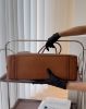 圖片 【MIUMIU】VIVANT 皮革手袋 干邑色