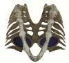Focus Store Thug Club FW26 Bone Half Mask "White" 